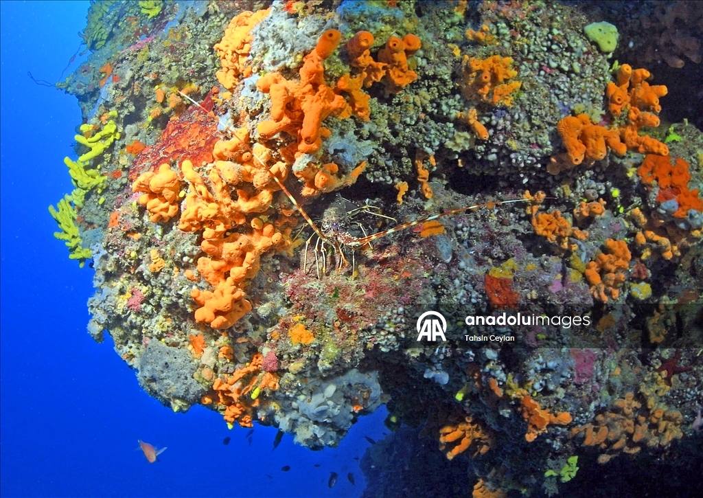 Голубые глубины Чешме привлекают дайверов