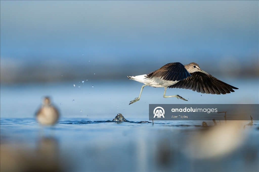 Перелетные птицы остановились в дельте Коджачай