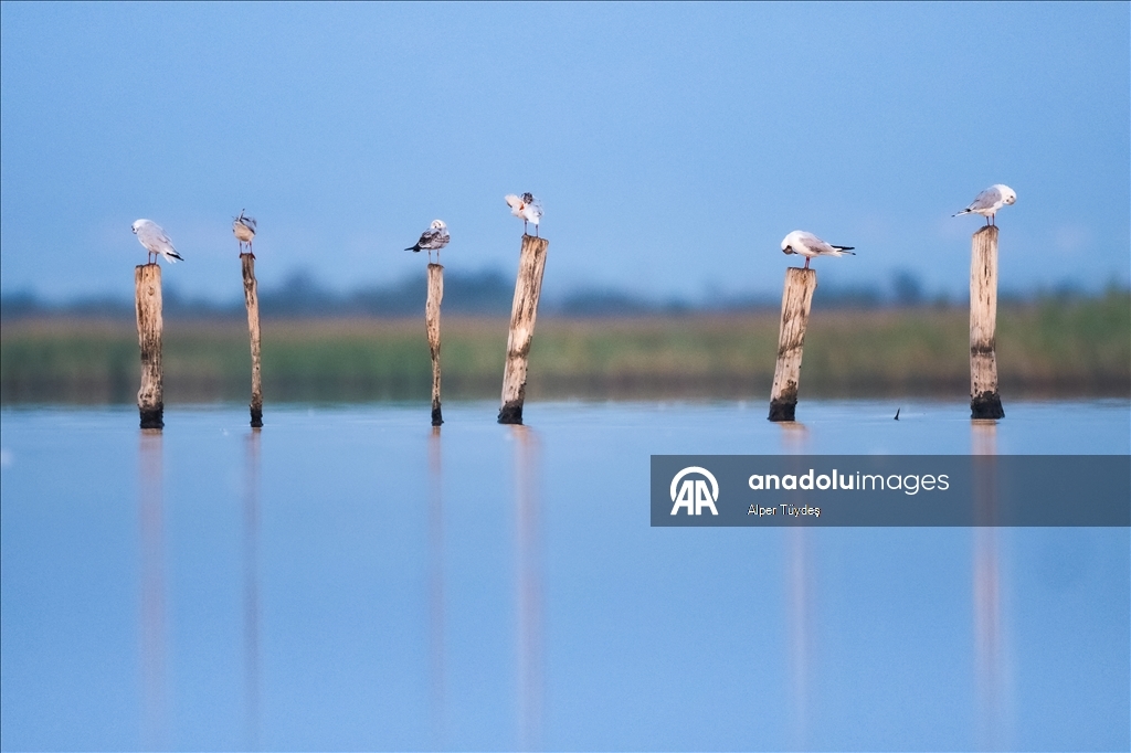 Перелетные птицы остановились в дельте Коджачай