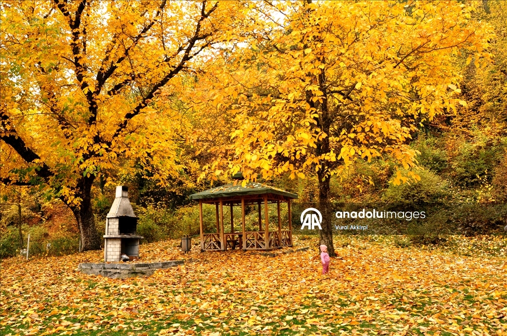 Осень в лесах Кастамону