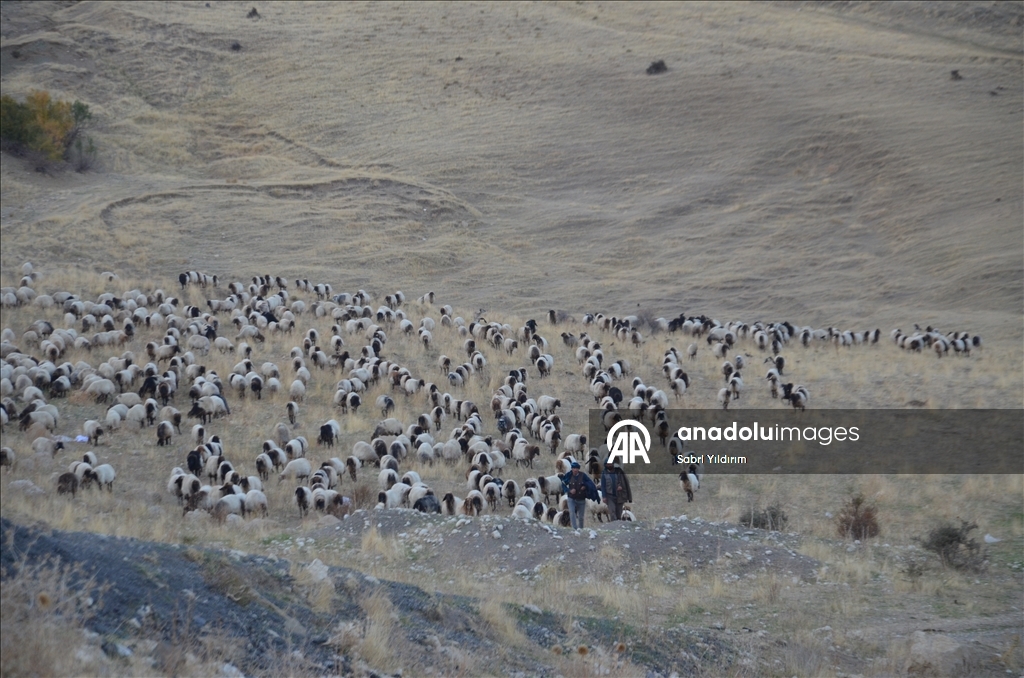 Dagêra koçeran a ji zozanan dewam dike