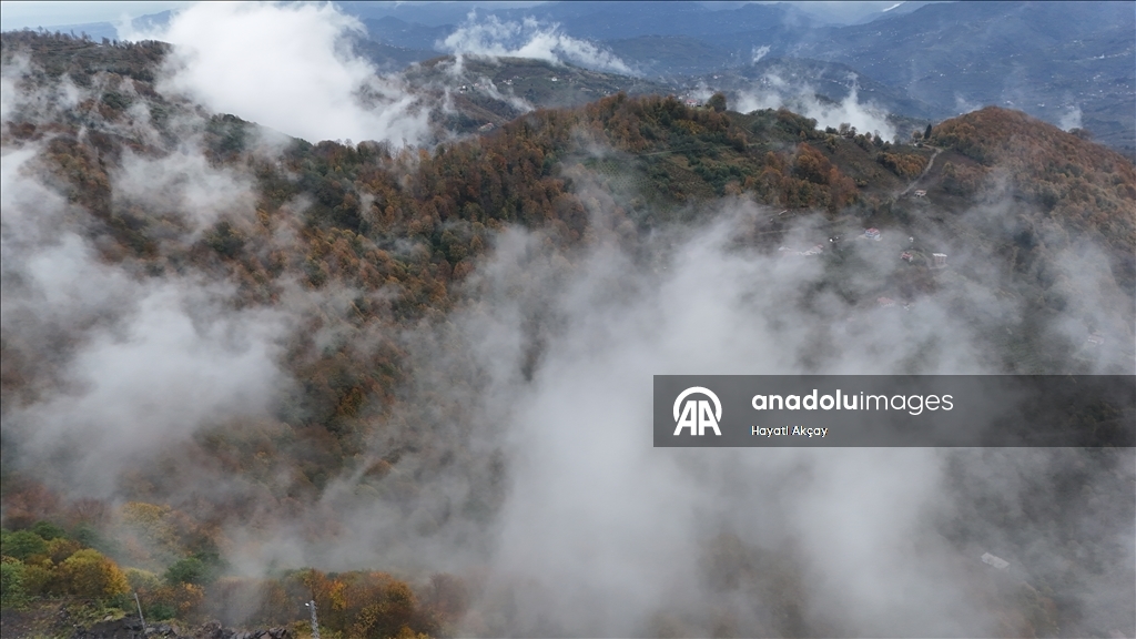 Ordu'da etkili olan sis sonbahar renkleriyle güzel görüntü oluşturdu