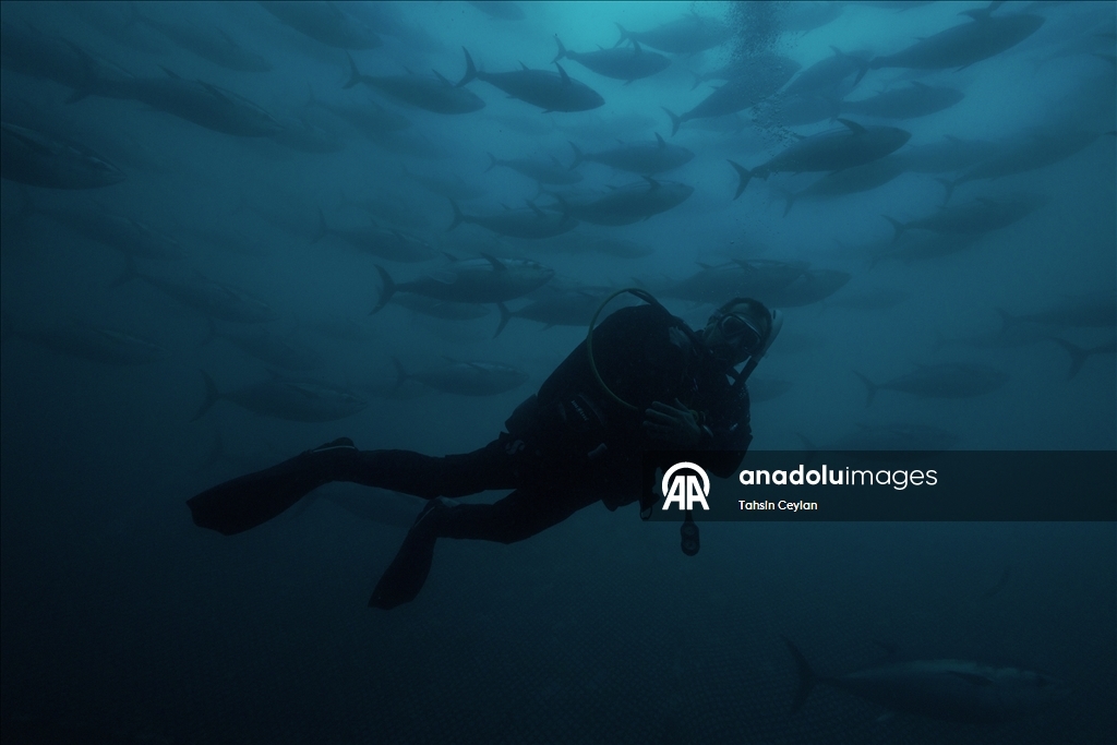 Голубые глубины Чешме привлекают дайверов