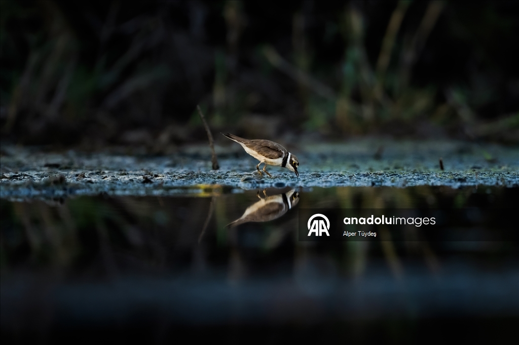 Перелетные птицы остановились в дельте Коджачай