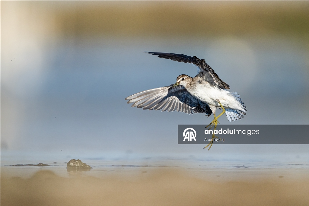 Перелетные птицы остановились в дельте Коджачай