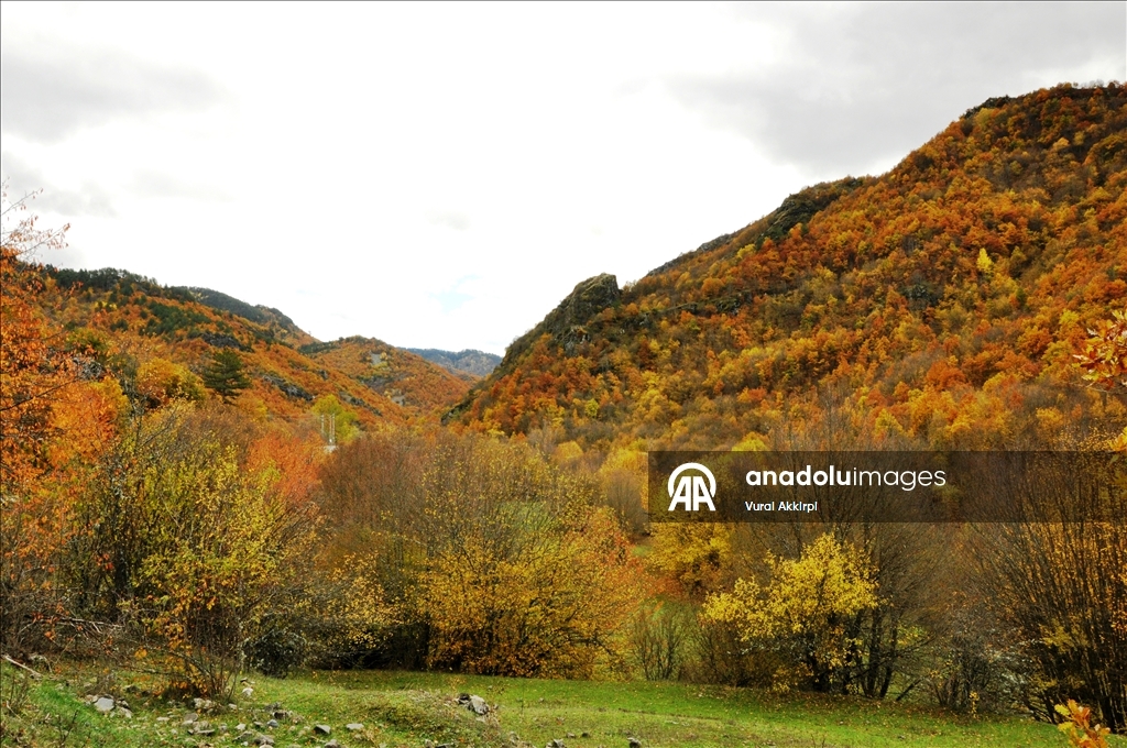 Осень в лесах Кастамону