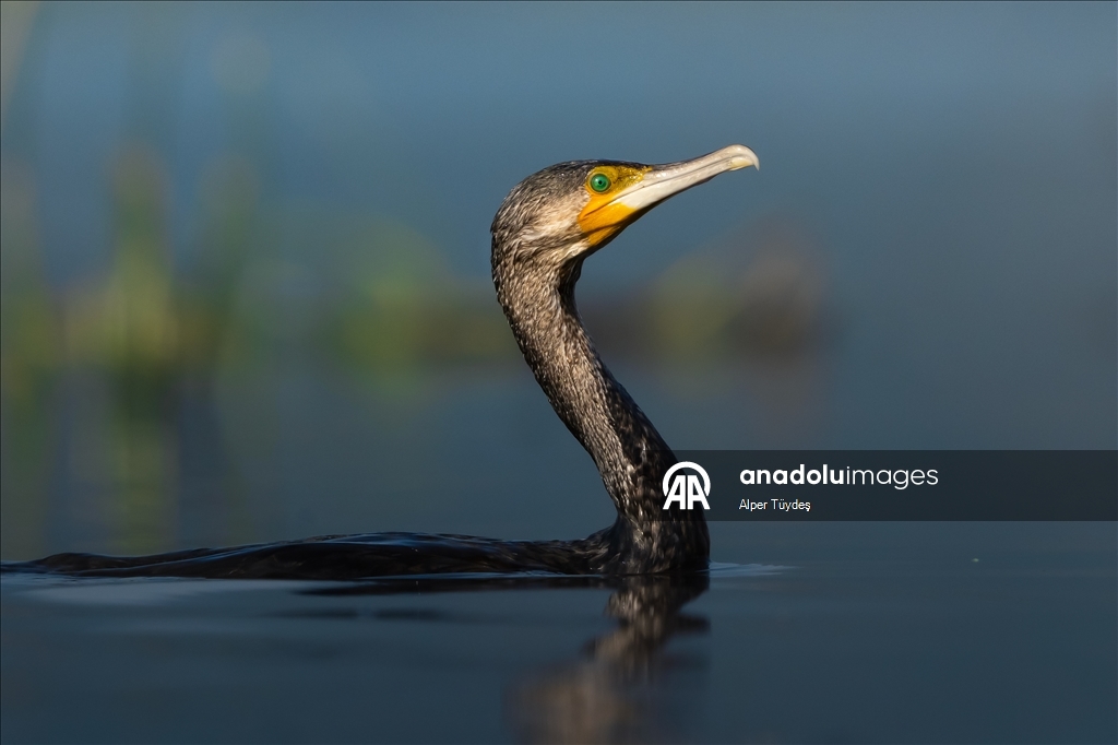 Перелетные птицы остановились в дельте Коджачай