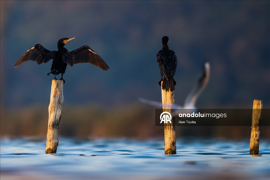 Перелетные птицы остановились в дельте Коджачай