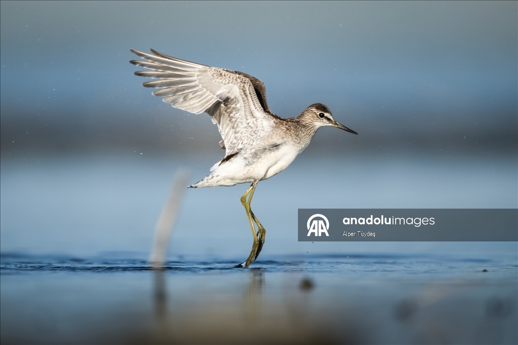 Перелетные птицы остановились в дельте Коджачай