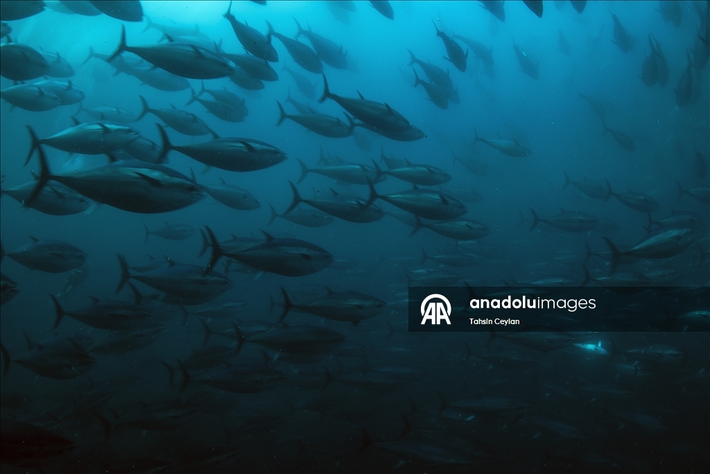 Голубые глубины Чешме привлекают дайверов