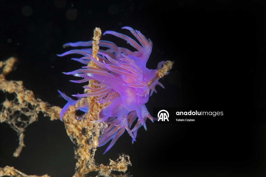 Голубые глубины Чешме привлекают дайверов