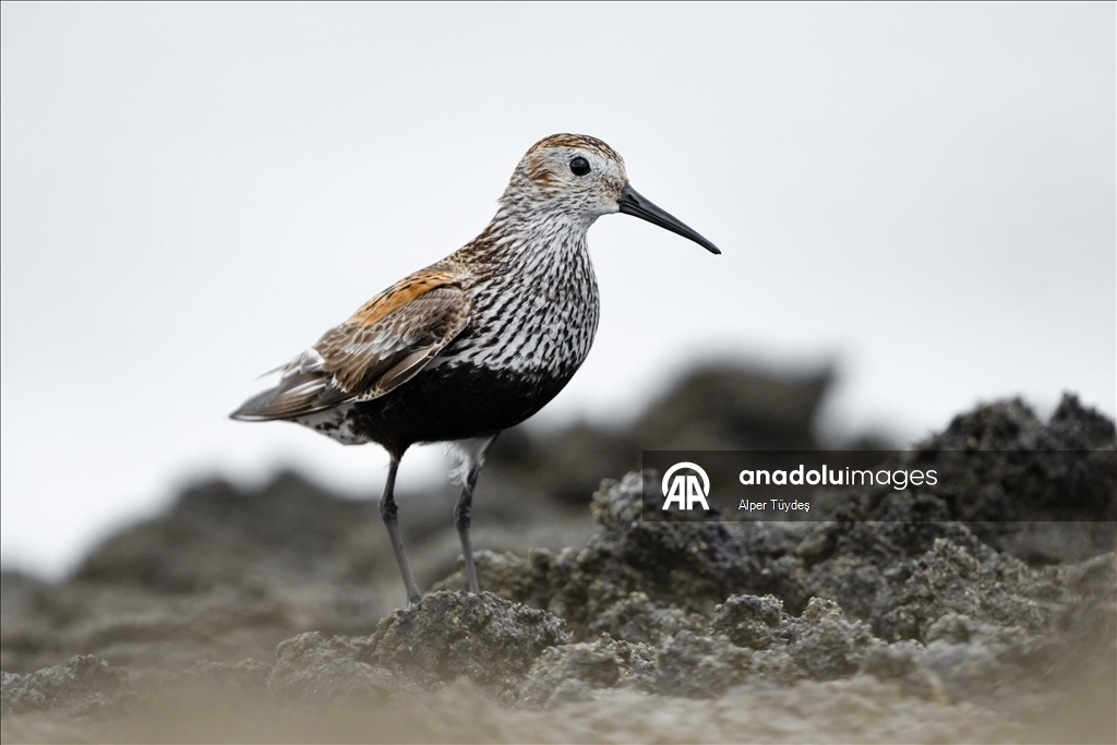 Перелетные птицы остановились в дельте Коджачай