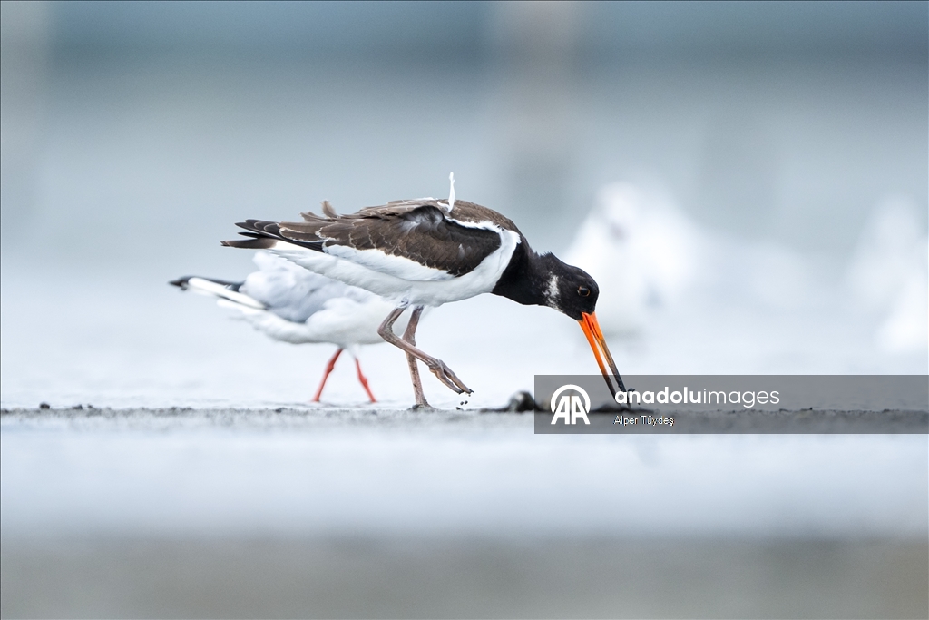 Перелетные птицы остановились в дельте Коджачай