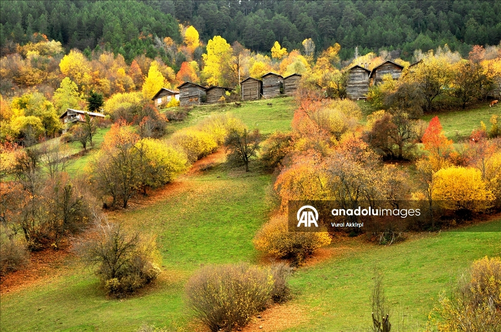 Осень в лесах Кастамону