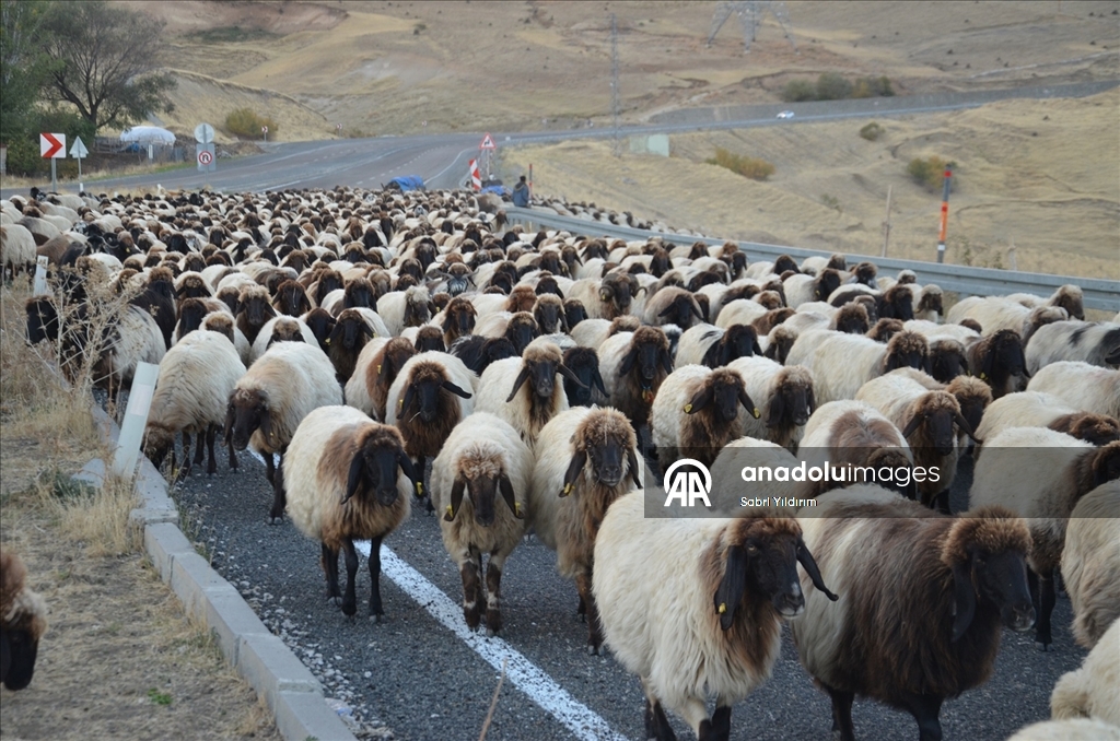 Göçerlerin yaylalardan dönüş yolculuğu sürüyor