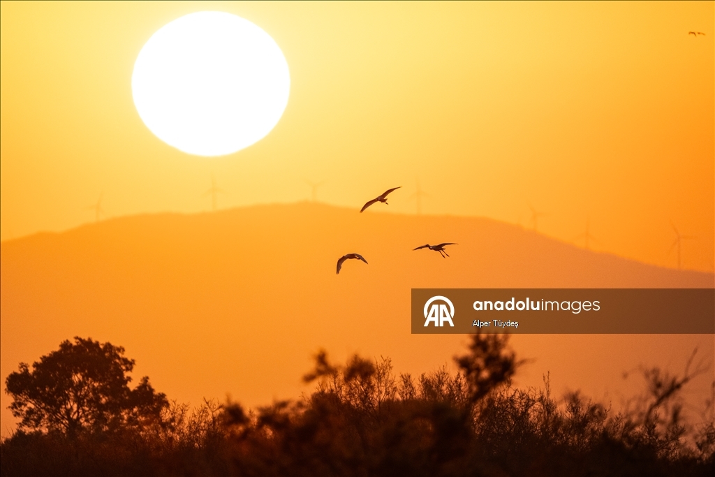 Перелетные птицы остановились в дельте Коджачай