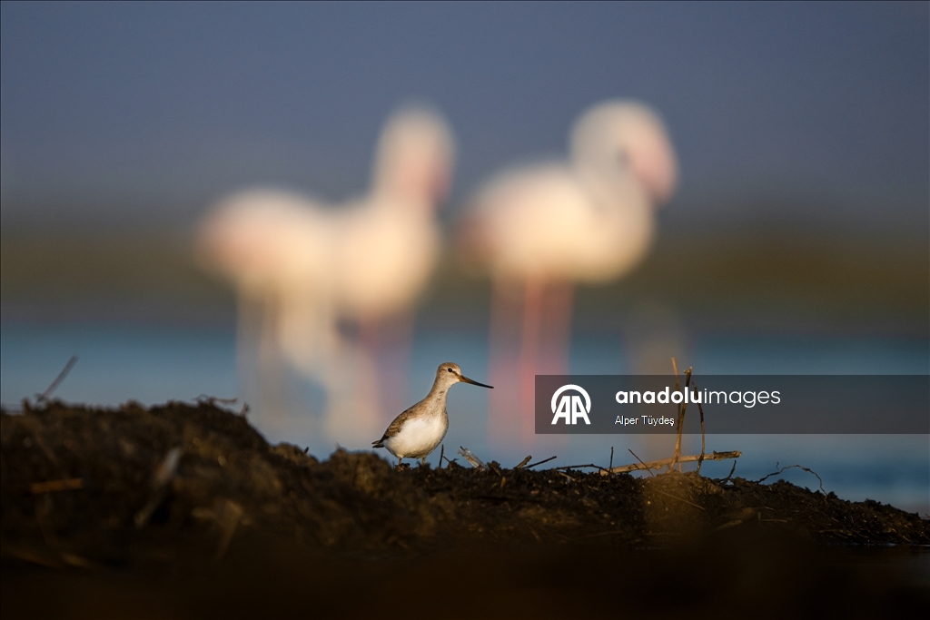 Перелетные птицы остановились в дельте Коджачай