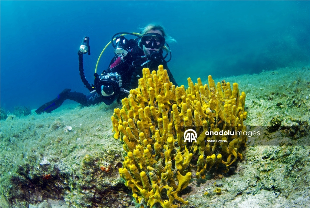 Голубые глубины Чешме привлекают дайверов