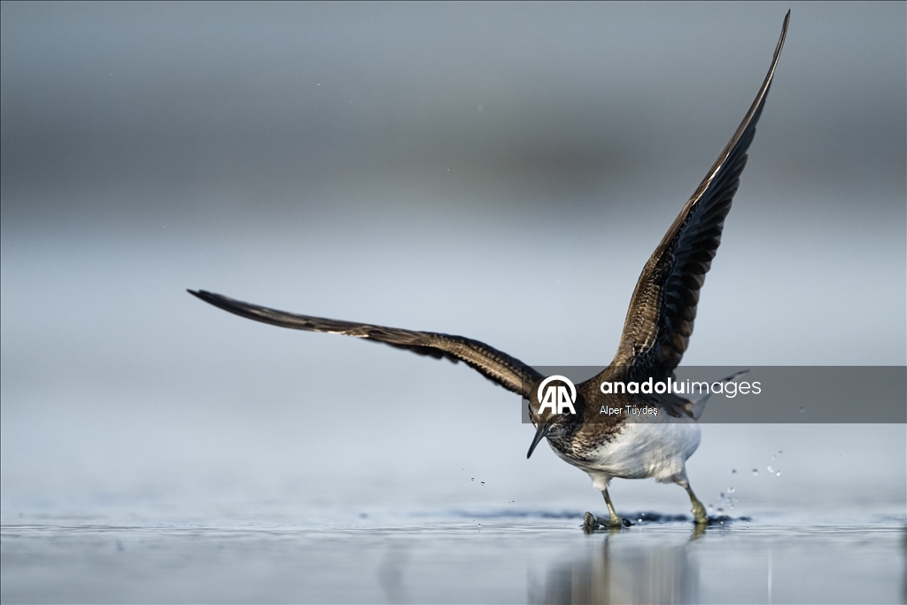 Перелетные птицы остановились в дельте Коджачай