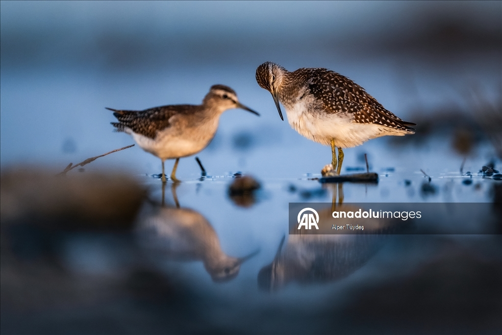 Перелетные птицы остановились в дельте Коджачай
