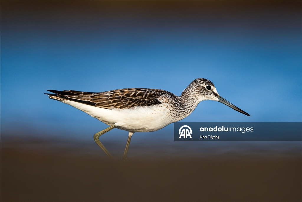 Перелетные птицы остановились в дельте Коджачай