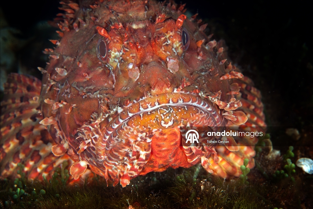 Голубые глубины Чешме привлекают дайверов