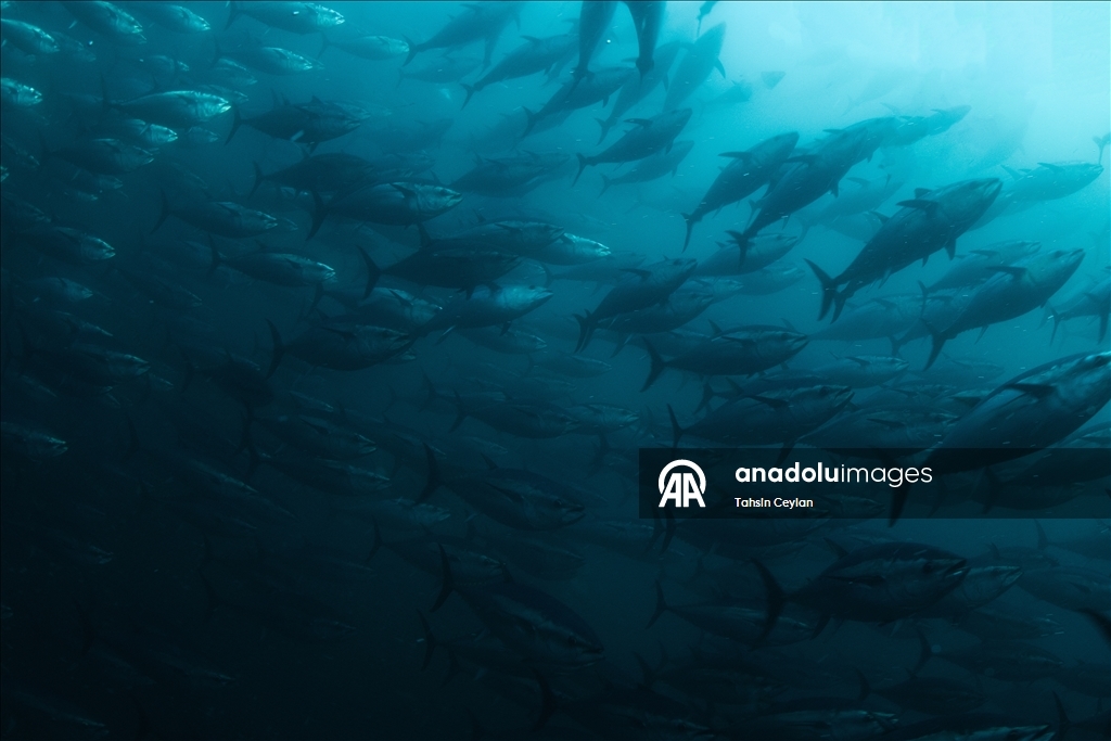 Голубые глубины Чешме привлекают дайверов