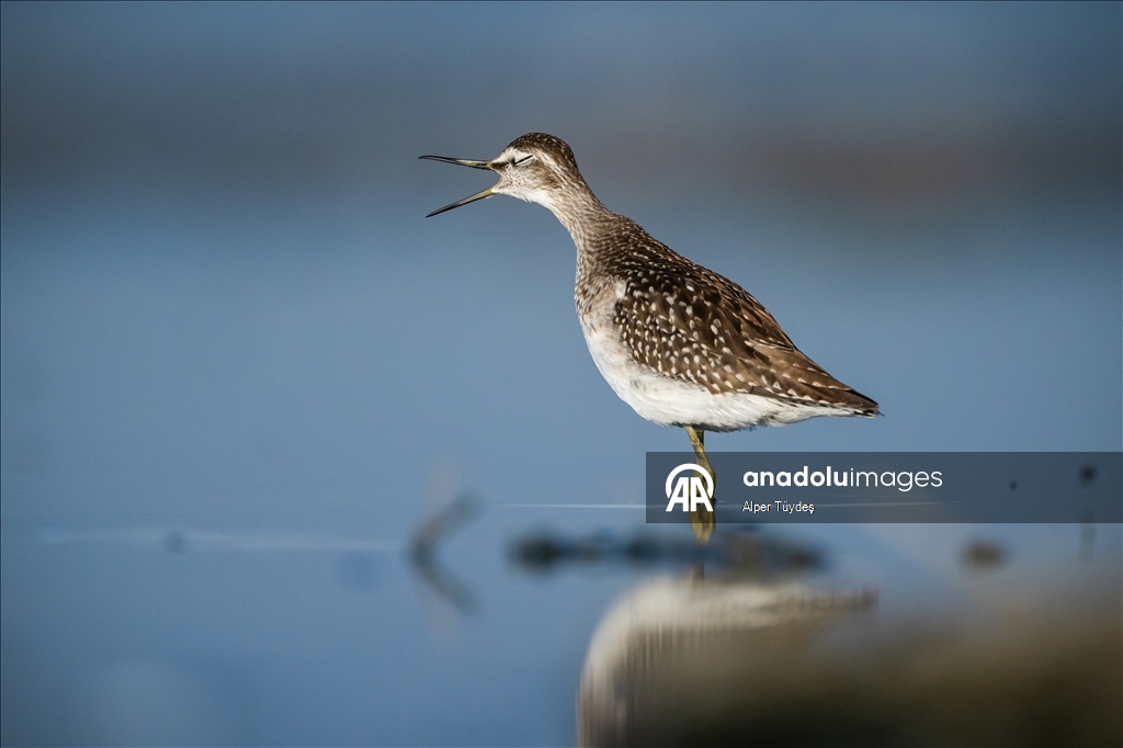Перелетные птицы остановились в дельте Коджачай