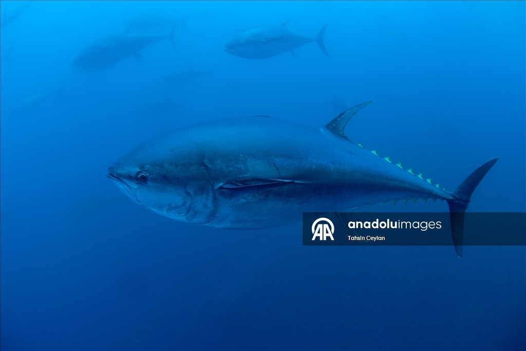 Голубые глубины Чешме привлекают дайверов