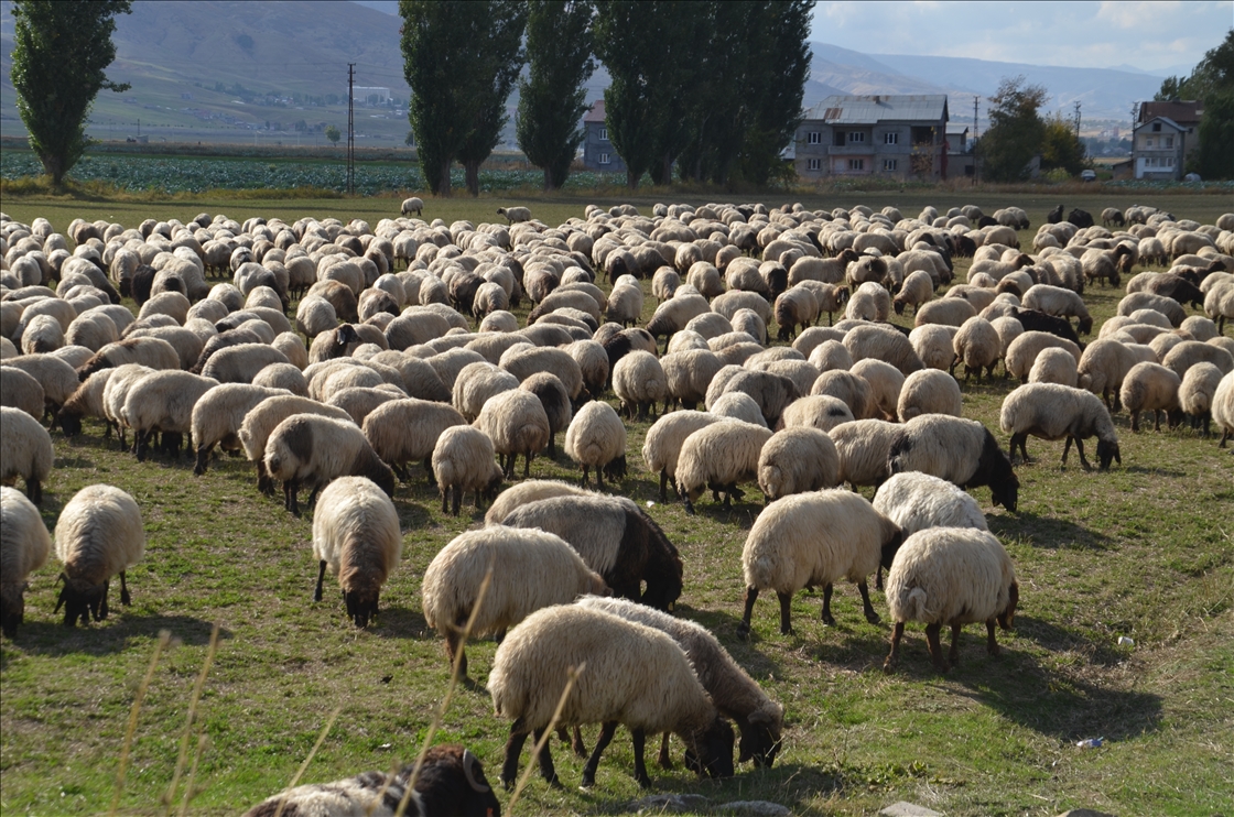 Dagêra koçeran a ji zozanan dewam dike