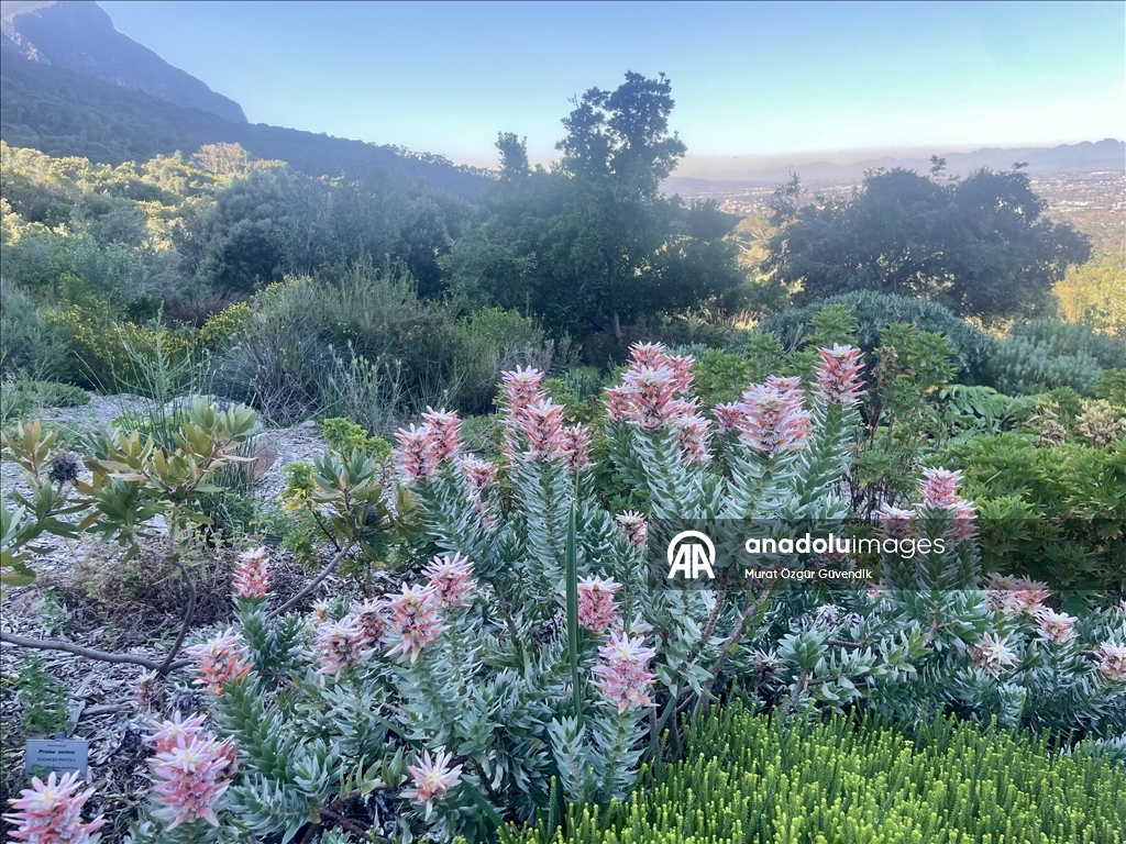 Afrika'nın güneybatı ucunda bir dünya mirası: Cape Flora Krallığı