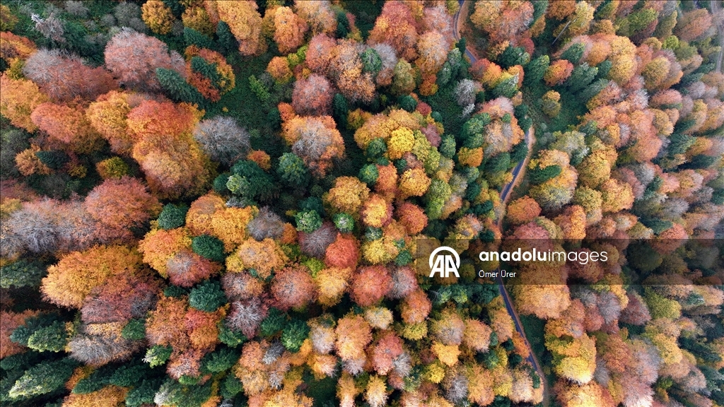 الخريف يرسم لوحته في مرتفعات دوزجة التركية