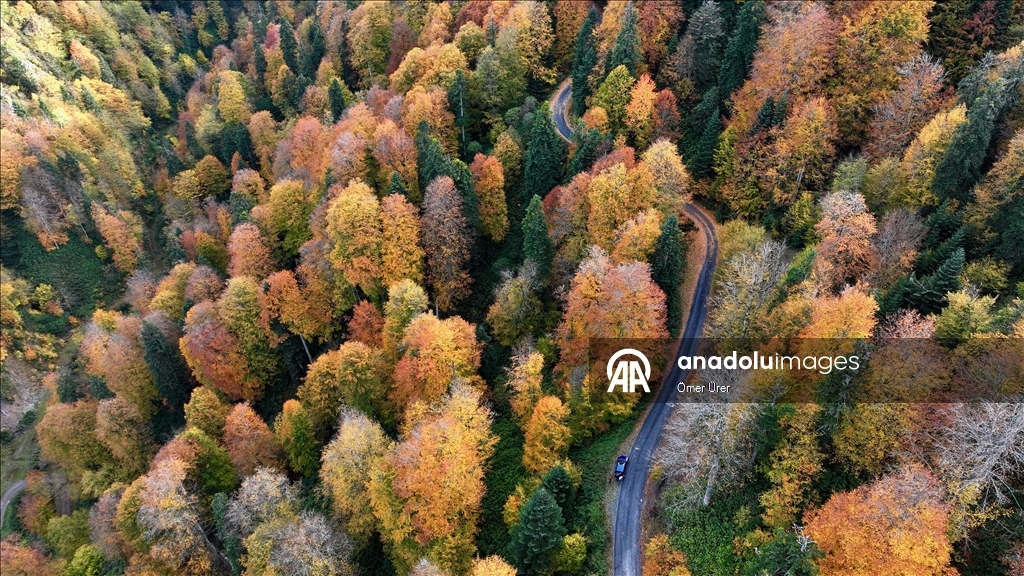 الخريف يرسم لوحته في مرتفعات دوزجة التركية