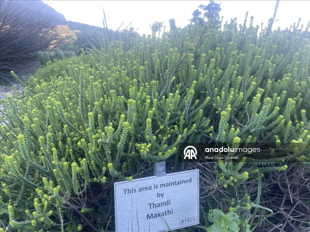 Mbretëria floristike e Kepit, një vend i trashëgimisë botërore në skajin jugperëndimor të Afrikës