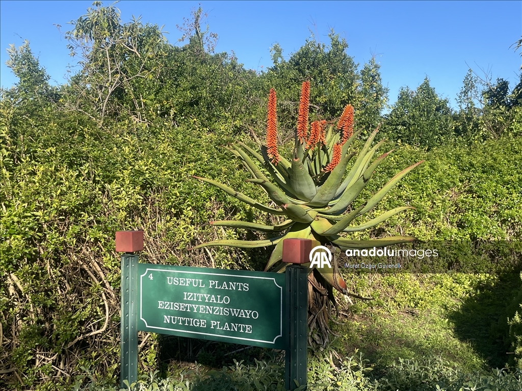 Mbretëria floristike e Kepit, një vend i trashëgimisë botërore në skajin jugperëndimor të Afrikës