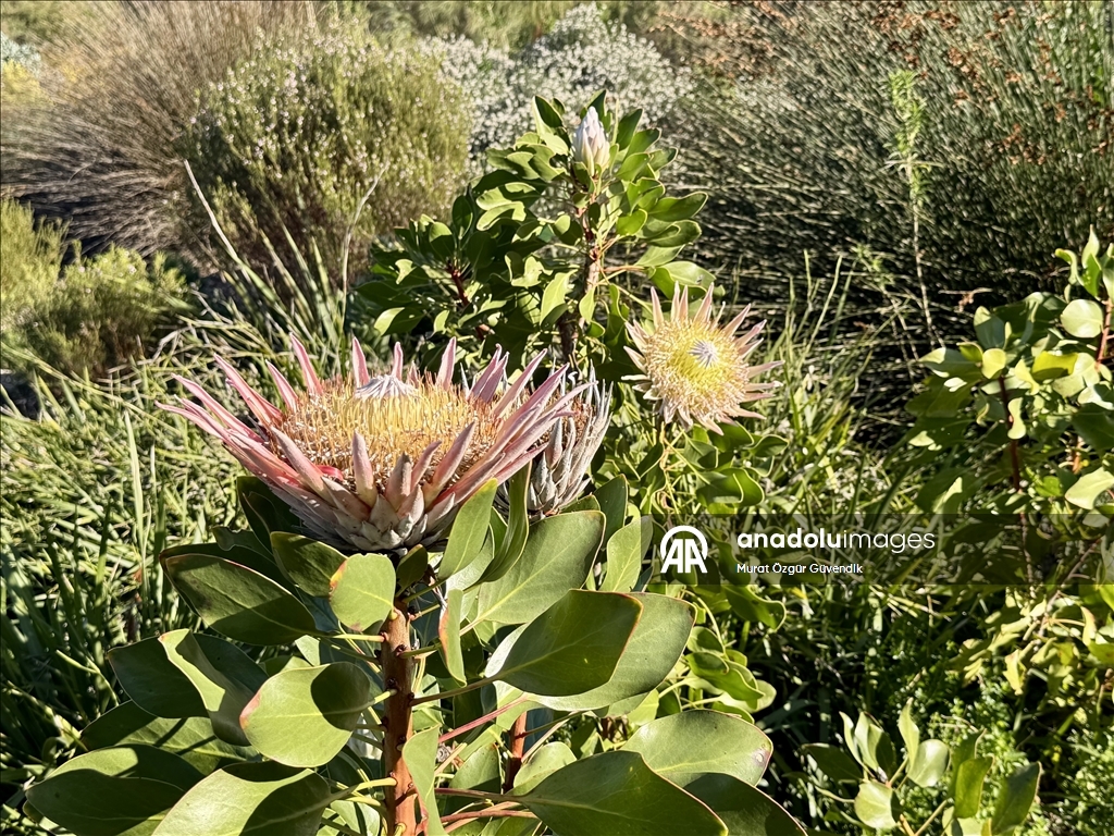 Afrika'nın güneybatı ucunda bir dünya mirası: Cape Flora Krallığı