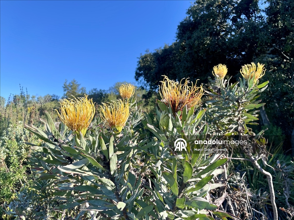 Afrika'nın güneybatı ucunda bir dünya mirası: Cape Flora Krallığı