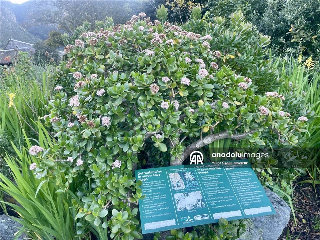 Afrika'nın güneybatı ucunda bir dünya mirası: Cape Flora Krallığı