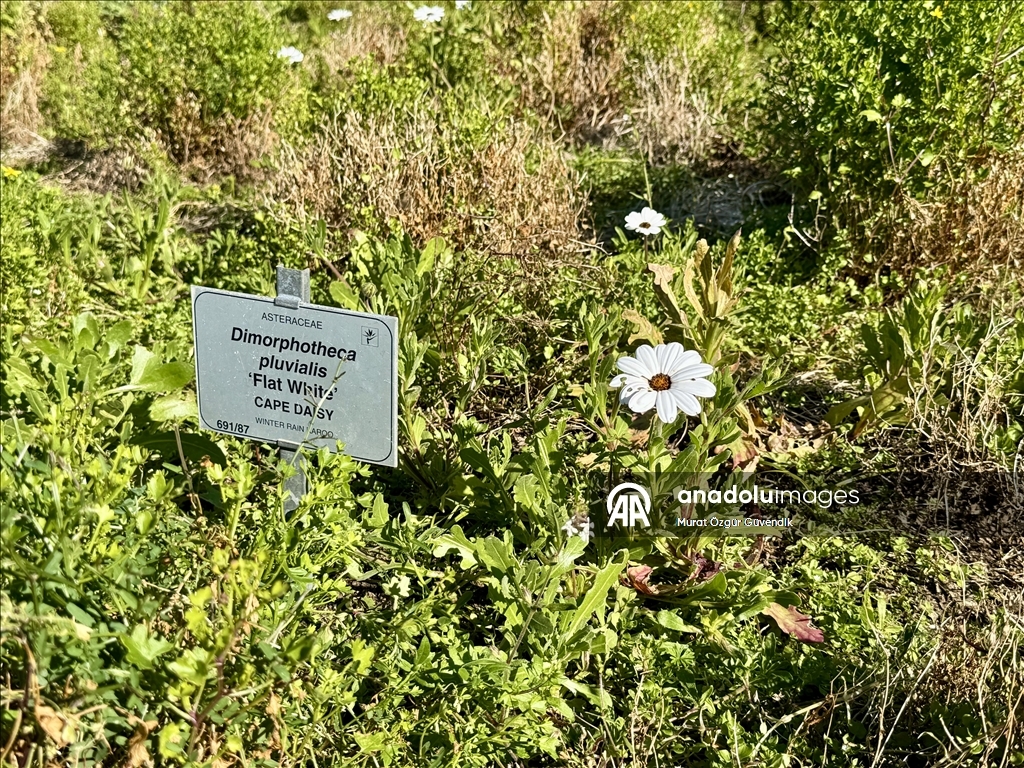 Afrika'nın güneybatı ucunda bir dünya mirası: Cape Flora Krallığı