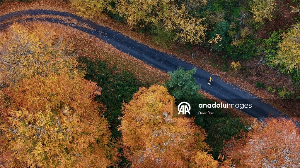 الخريف يرسم لوحته في مرتفعات دوزجة التركية