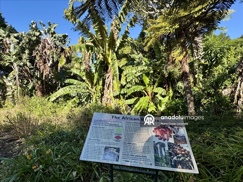 Afrika'nın güneybatı ucunda bir dünya mirası: Cape Flora Krallığı