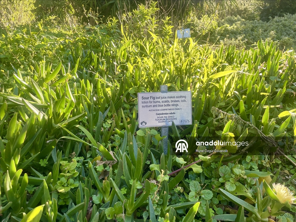 Mbretëria floristike e Kepit, një vend i trashëgimisë botërore në skajin jugperëndimor të Afrikës
