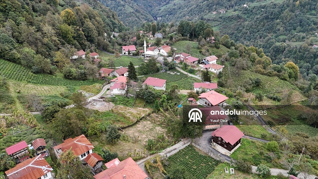 Kestane ağacından yapılan tescilli evler Arılı köyüne ziyaretçi çekiyor