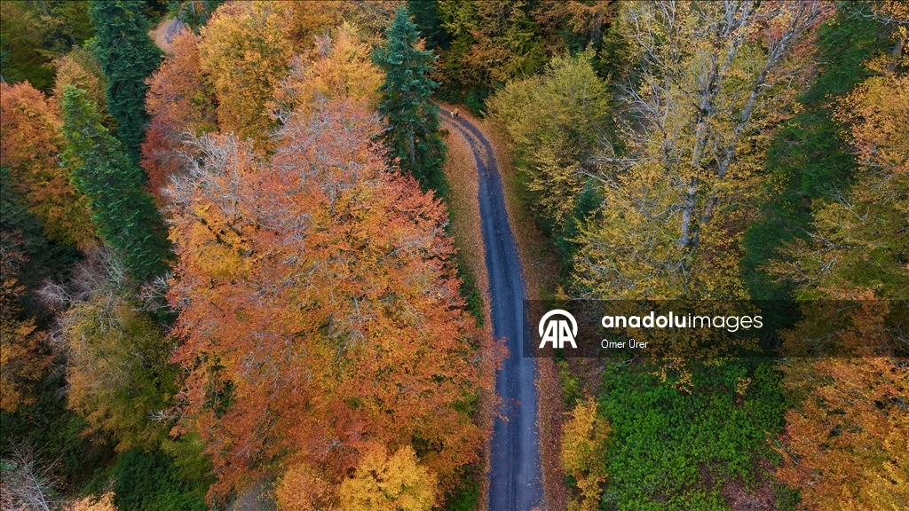 الخريف يرسم لوحته في مرتفعات دوزجة التركية