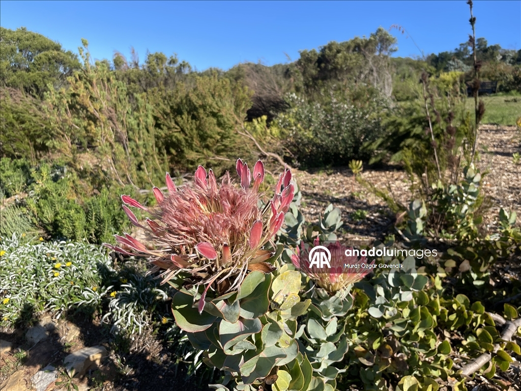 Afrika'nın güneybatı ucunda bir dünya mirası: Cape Flora Krallığı