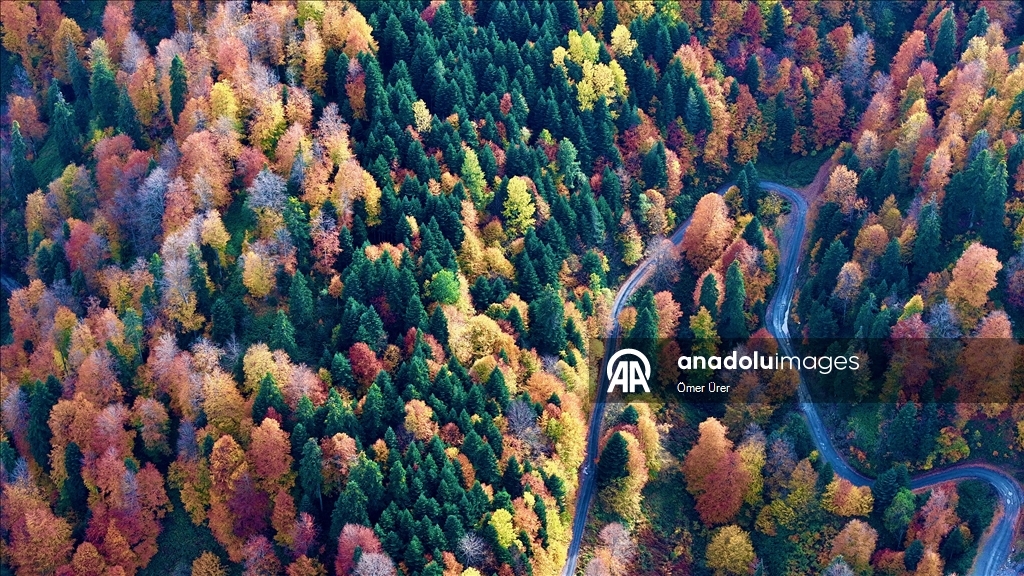 الخريف يرسم لوحته في مرتفعات دوزجة التركية