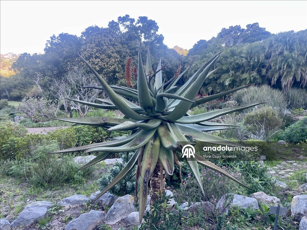 Mbretëria floristike e Kepit, një vend i trashëgimisë botërore në skajin jugperëndimor të Afrikës