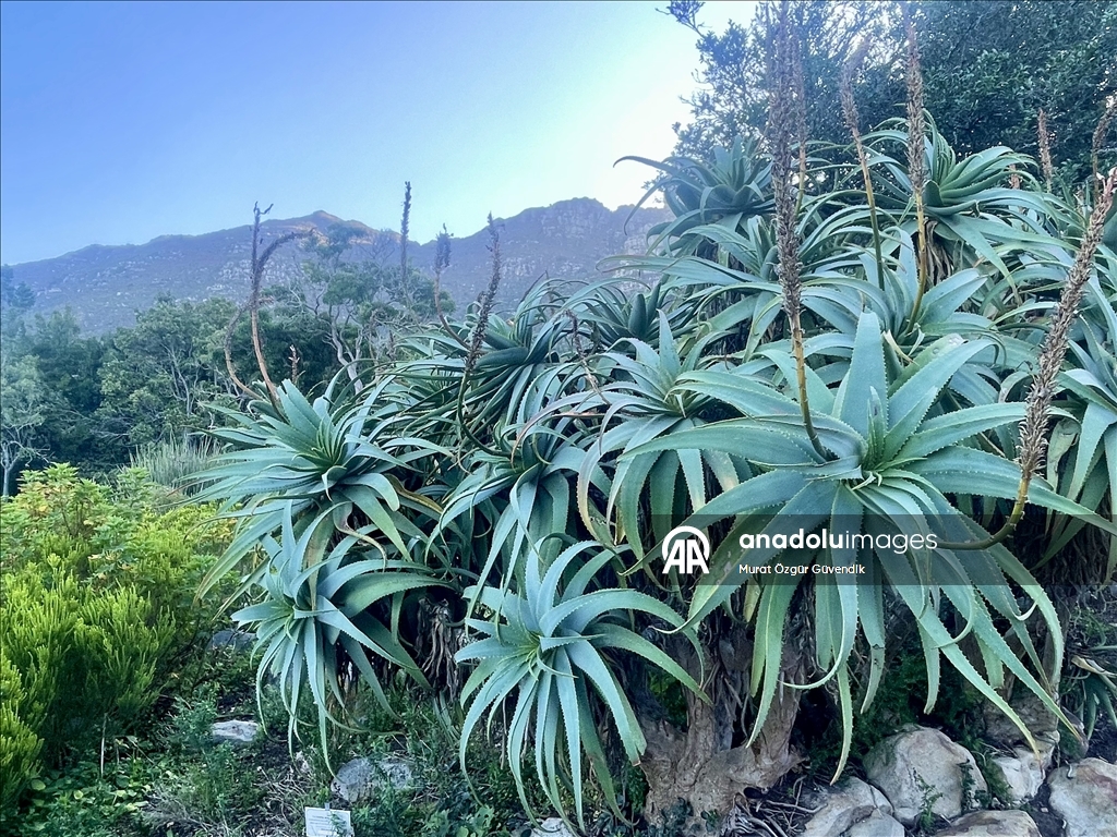 Afrika'nın güneybatı ucunda bir dünya mirası: Cape Flora Krallığı