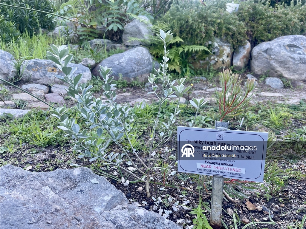 Mbretëria floristike e Kepit, një vend i trashëgimisë botërore në skajin jugperëndimor të Afrikës