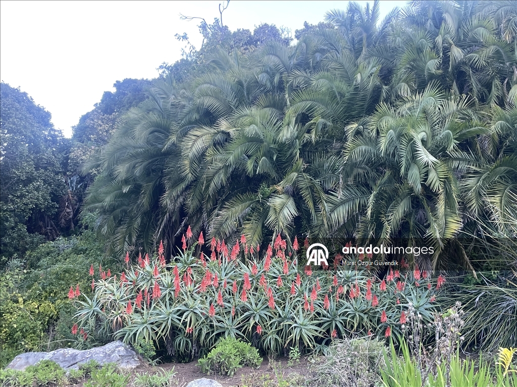 Mbretëria floristike e Kepit, një vend i trashëgimisë botërore në skajin jugperëndimor të Afrikës